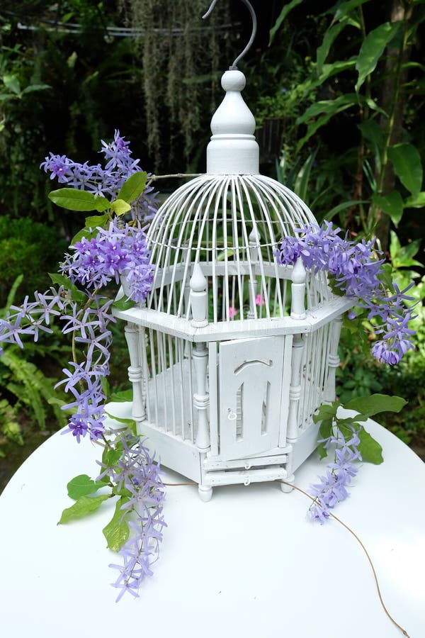 White Bird Cage and Purple Flowers Stock Photo Image of decorative, floral 64232730