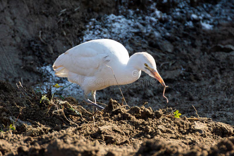White bird on a escavated area royalty free stock photo