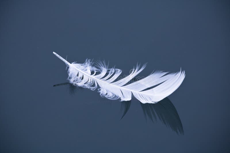 4,409 Dark Blue Bird Wallpaper Stock Photos Free & RoyaltyFree Stock