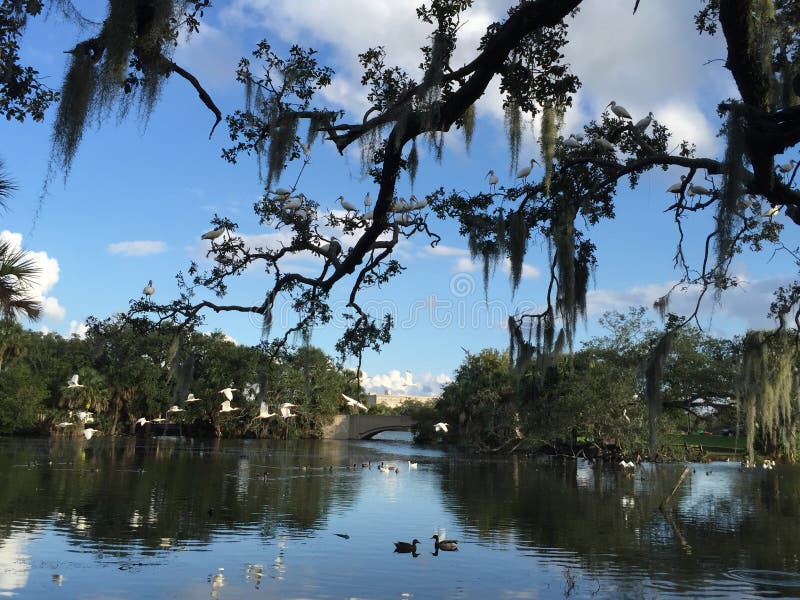 76,460 Trees Birds Stock Photos Free & RoyaltyFree Stock Photos from