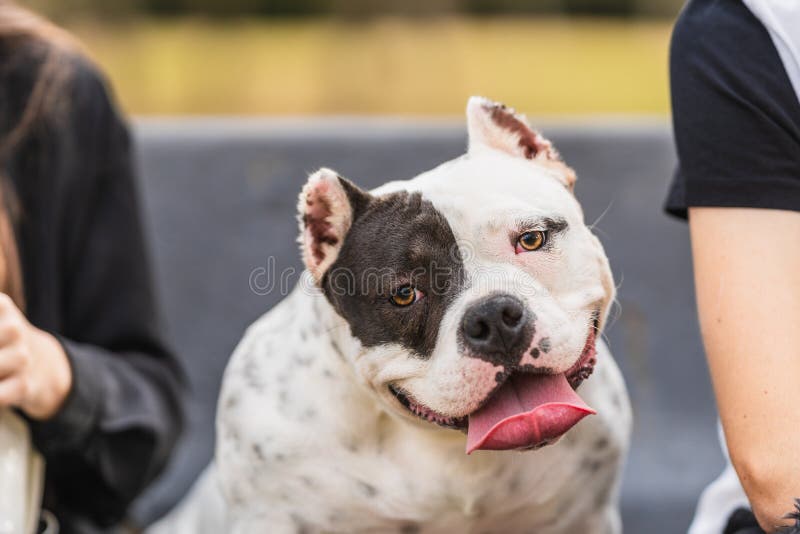 Can Dogs Have Black Eyes