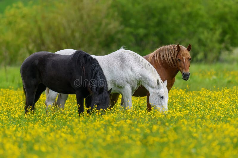 White, black and brown horse on field of yellow flowers. Three animals on meadow