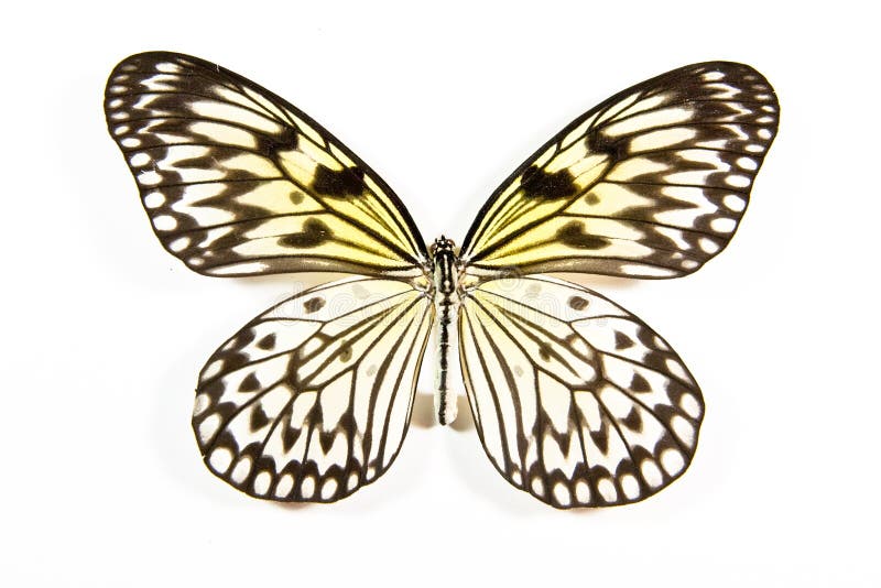 White and black butterfly Idea leucanoe isolated