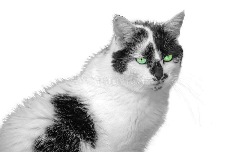 black and white spotted cat with green eyes