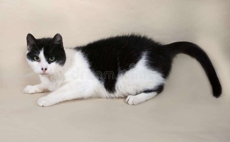 Gato blanco con manchas negras