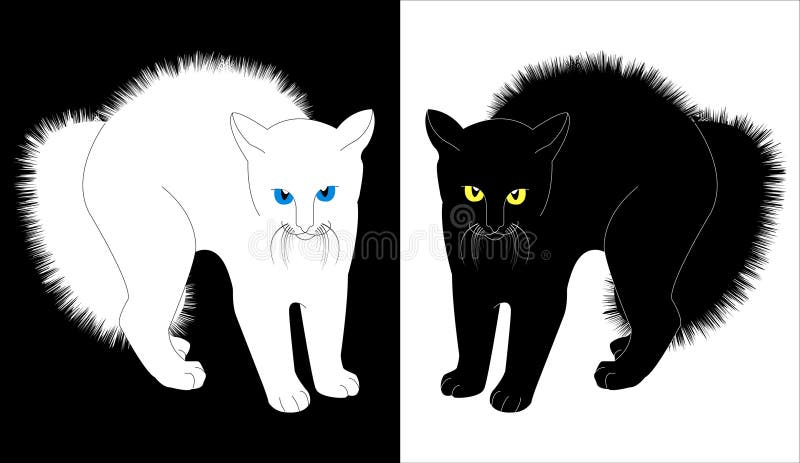 White and black cats