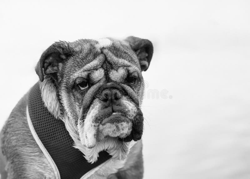 White and Black Closeup of Portrait of English Bulldog Out for a Walk ...