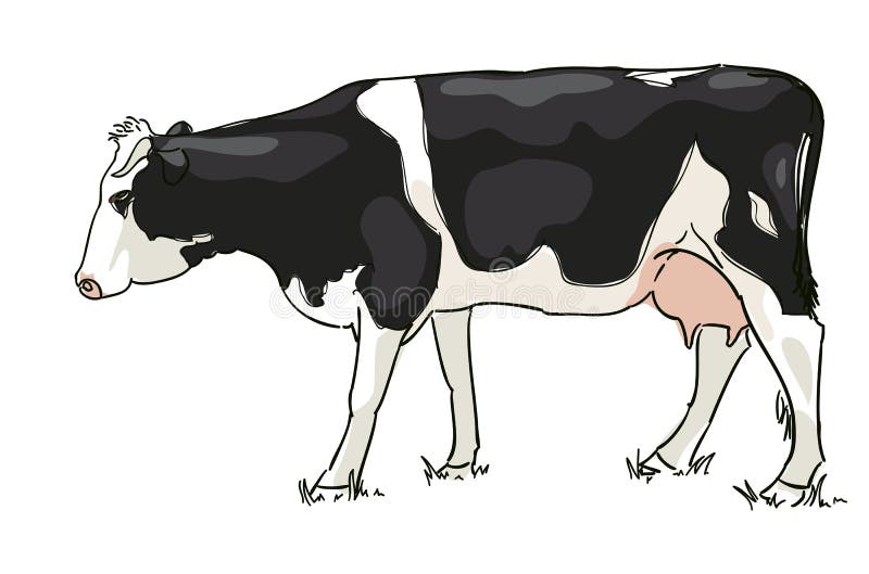 Il bianco e nero mucca pascolo illustrazione.
