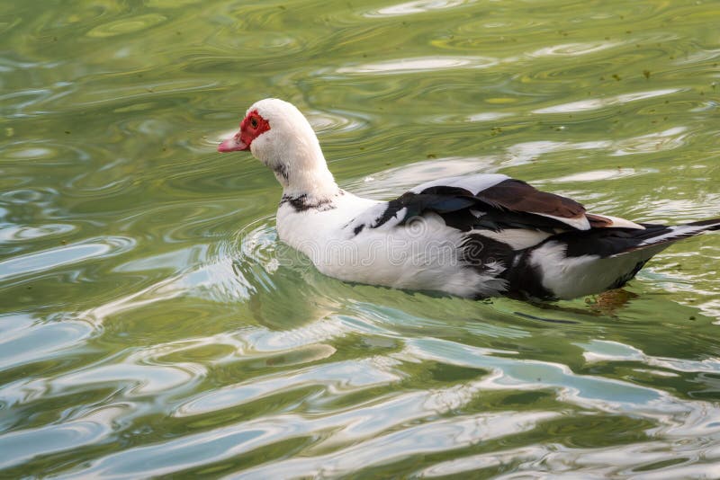 White and Black Duck with Red Head, the Muscovy Duck, Swims in the Pond  Stock Photo - Image of fowl, lake: 218655748