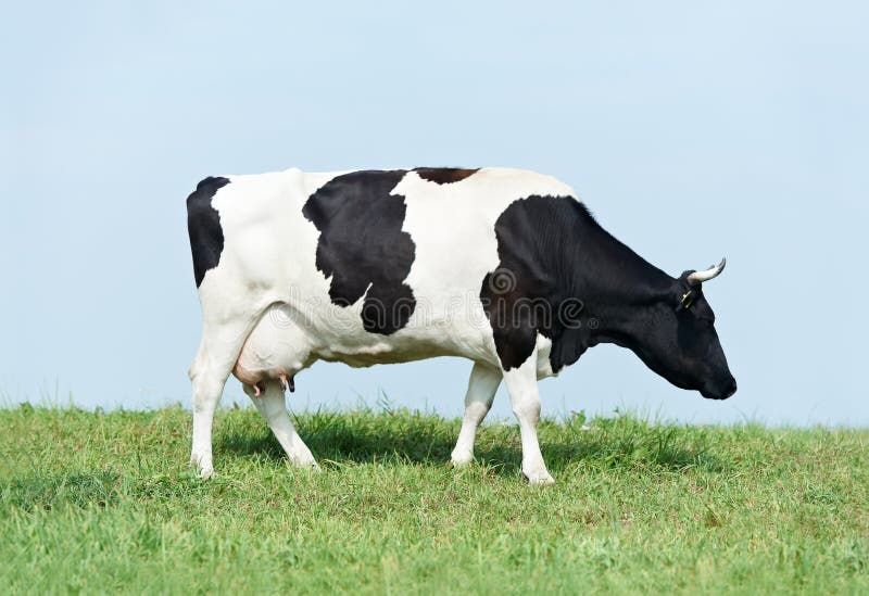 White black milch cow on green grass pasture stock photography