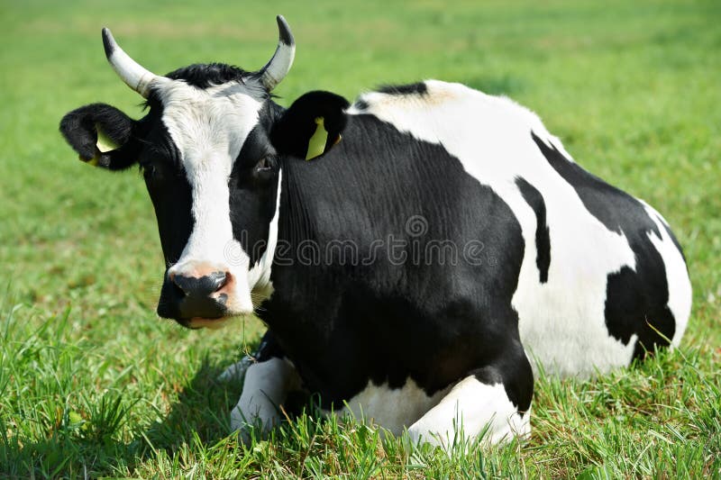 White black milch cow on green grass pasture stock images