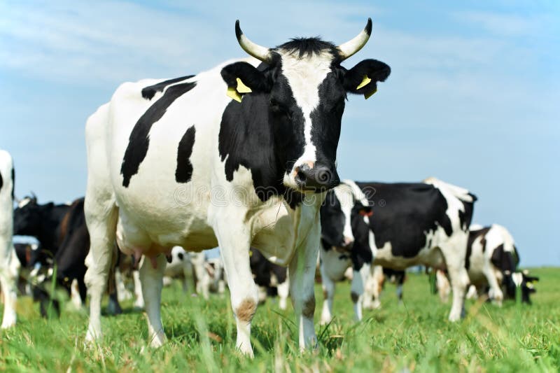 White black milch cow on green grass pasture stock image