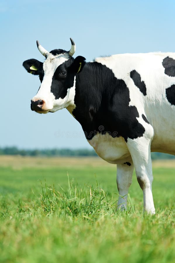 White black milch cow on green grass pasture royalty free stock photography