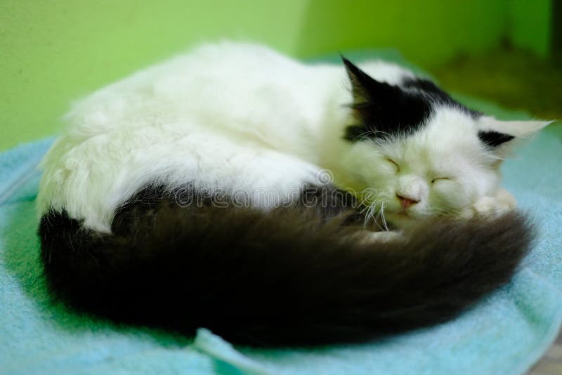 White and Black Persian Cat Sleep. Stock Photo Image of brown