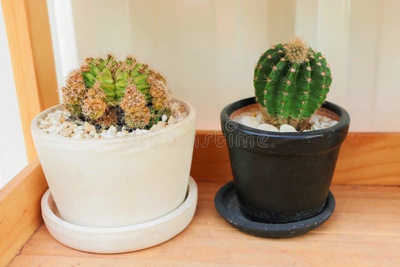 White and black potted cactus stock photography