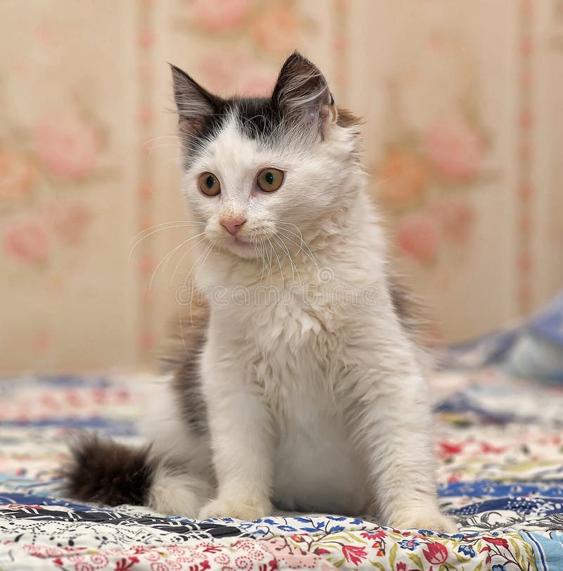 16,642 Funny Fluffy Black White Kitten Photos Free & RoyaltyFree