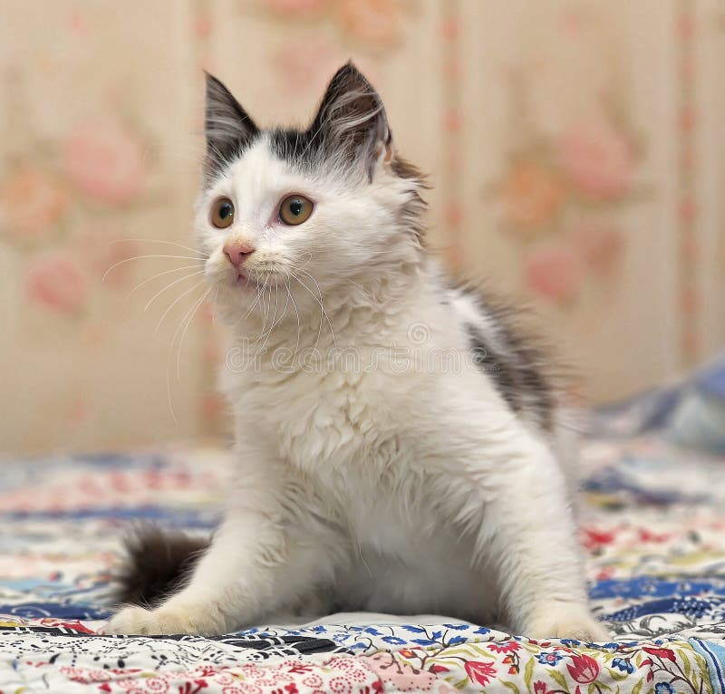 White With Black Spots Fluffy Kitten Stock Image Image of adorable