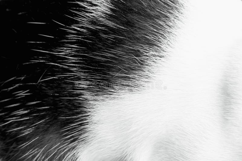 White and black texture of cat fur abstract animal skin background stock photos