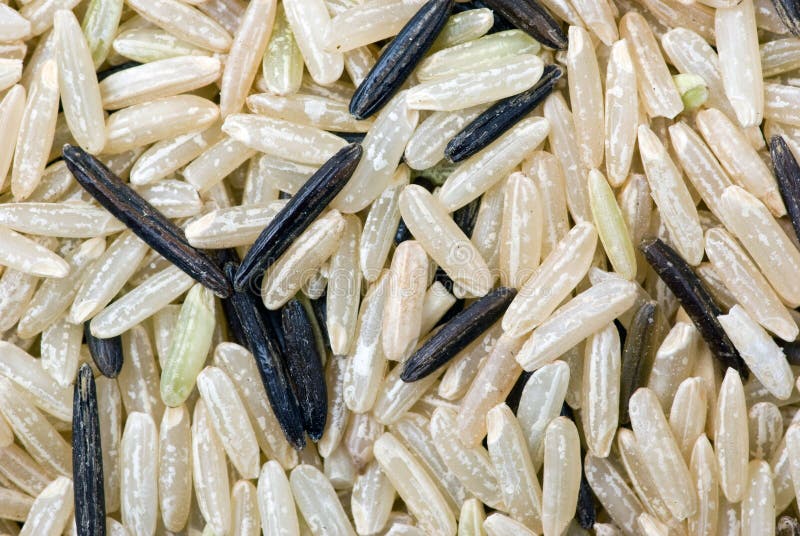 White and Black Uncultivated Rice (macro) Stock Photo Image of