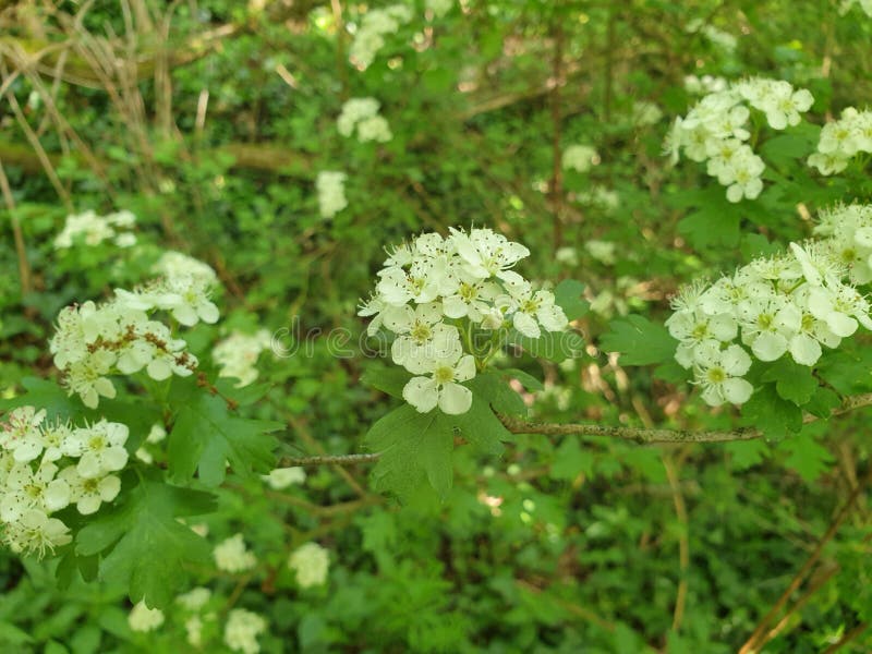 White blackberry flowers blooming inside a English woodland in Summertime. White blackberry flowers blooming inside a English woodland in Summertime