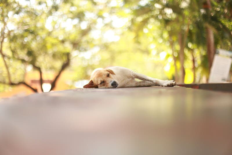 White and Blonde Dog Sleeping at Midday Under the Shade of Trees Stock