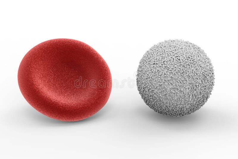 White blood cell with red blood cell vector illustration White blood cell with red blood cell vector illustration
