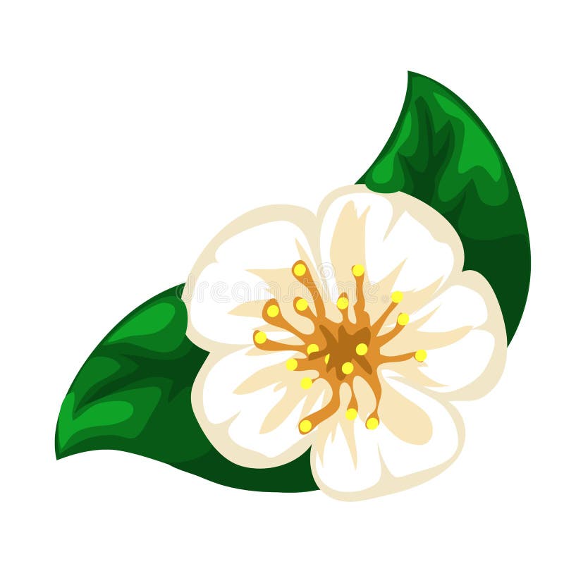 White Blooming Apple Flower Closeup. Vector Stock Vector Illustration