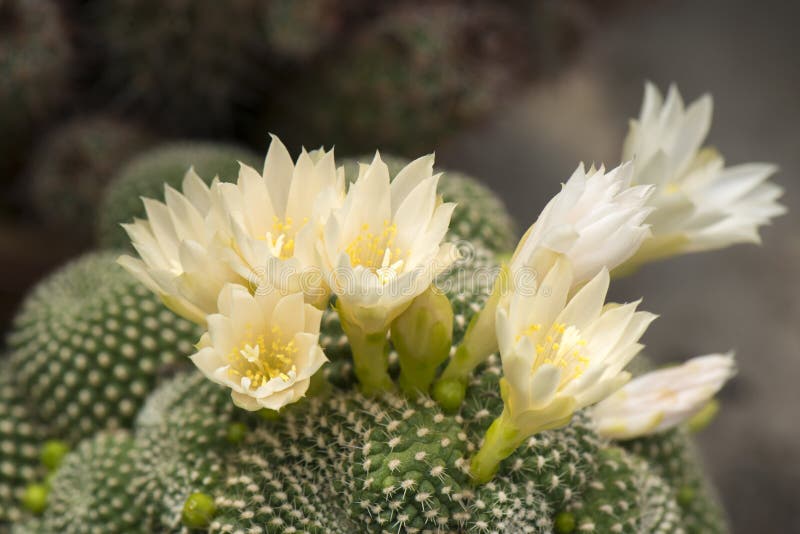 White blooming cactus