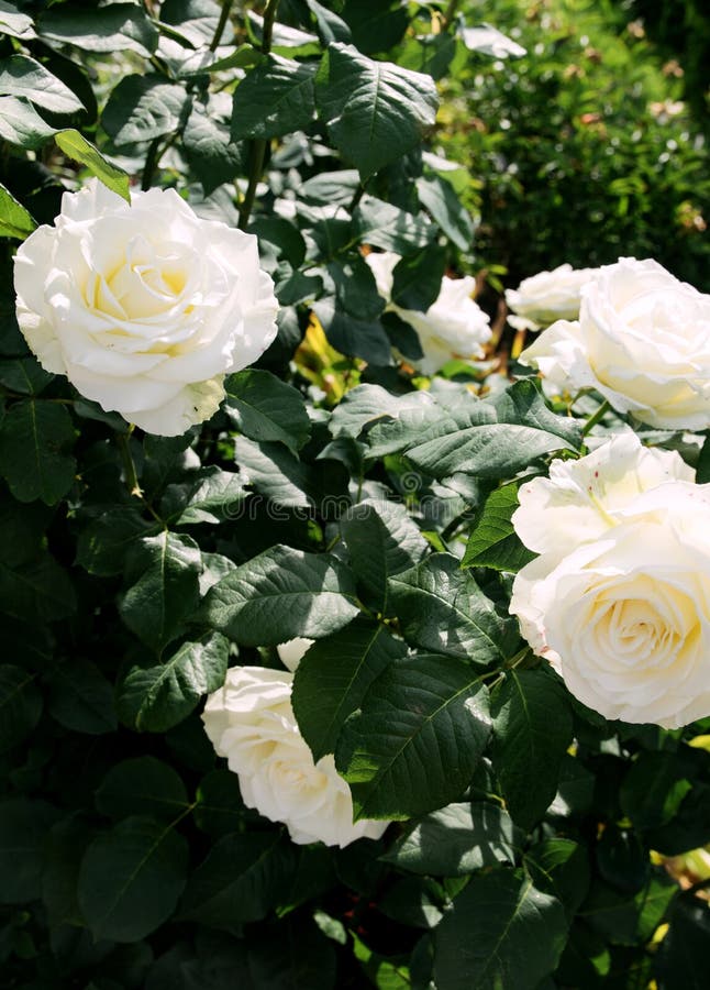 White Blooming Rose on a Bush in the Garden Under the Sun Stock Photo
