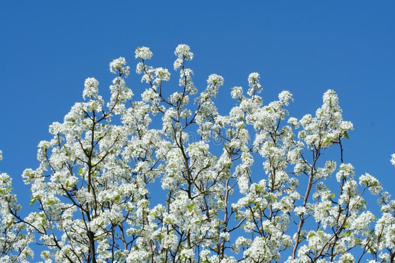 White blooming tree