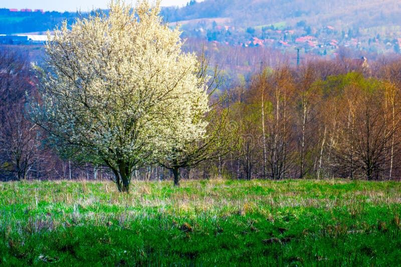 White blooming tree in a green meadow first blooming tree of the year royalty free stock photo