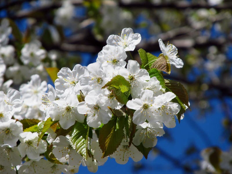 White Blooms of Cherry Tree Stock Image Image of fragile, forest
