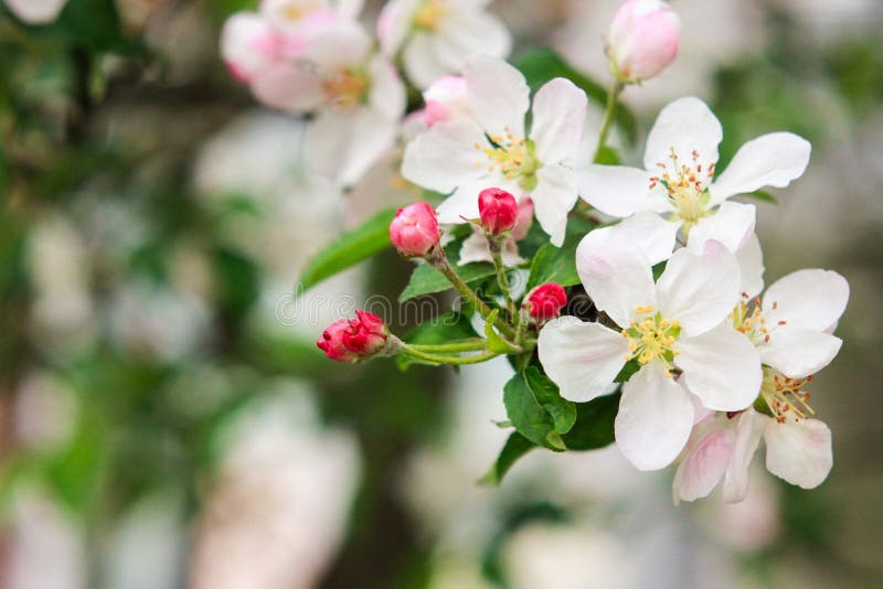 White Blossom of Blossoming Appletree Stock Image Image of