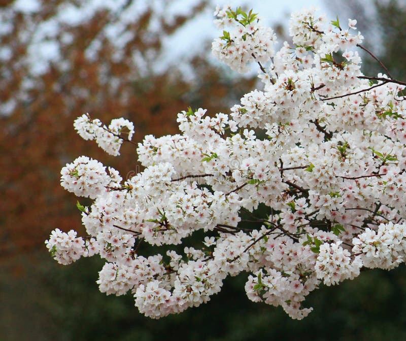 White Blossom branch stock image. Image of nature, spring 52720473