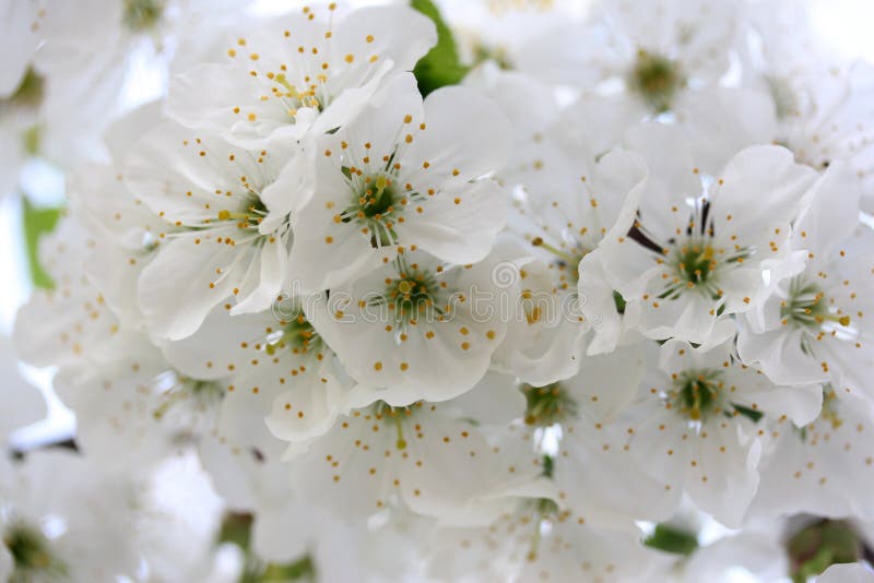 White, Blossom, Flower, Spring Picture. Image: 115315750