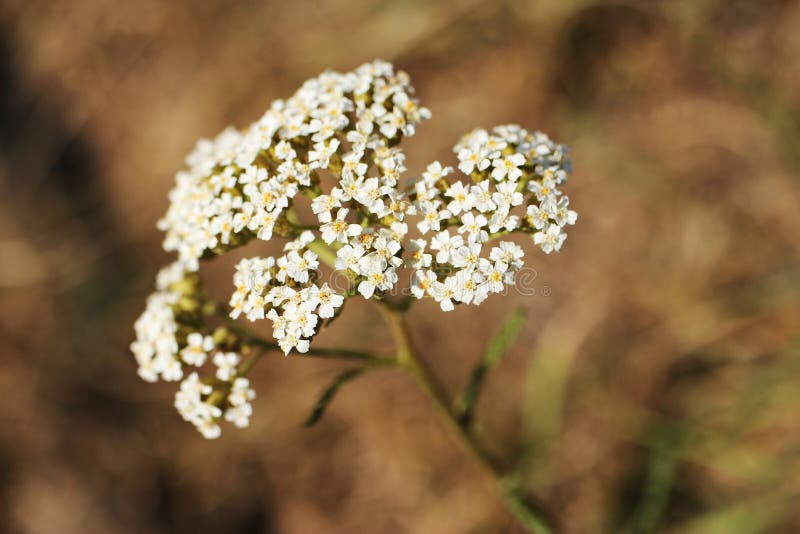 White Blossom of Yarrow from Close-up. Achillea Millefolium Stock Photo ...