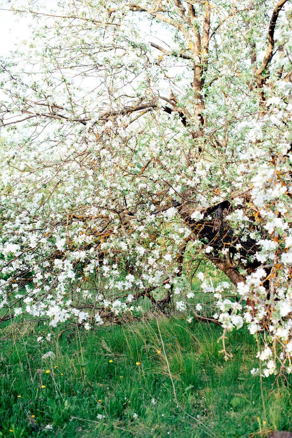 White Blossoms of Apple Tree Closeup Stock Photo Image of macro
