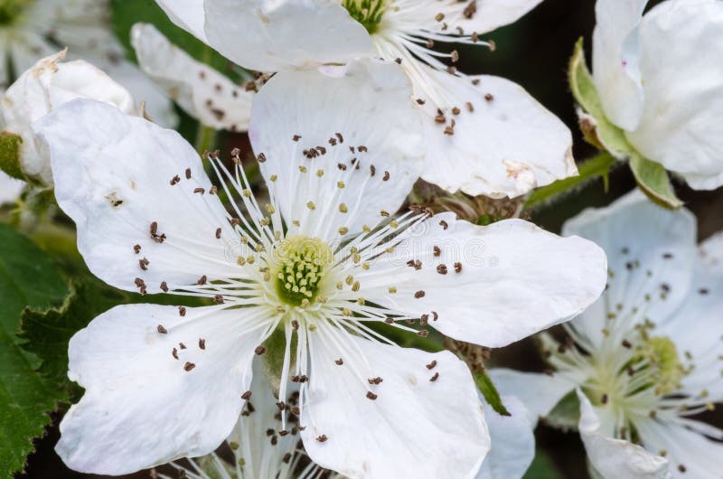 Wild Alabama Blackberry Flowers Stock Photo Image of southern, states