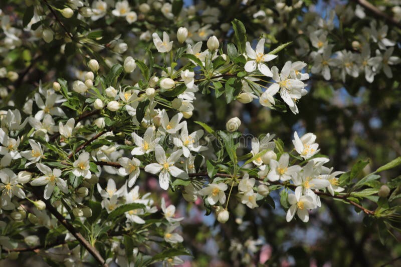 White blossoms on a Golden Raindrops crabapple tree Malus transitoria burst into bloom in spring. stock image White blossoms on a Golden Raindrops crabapple tree Malus transitoria burst into bloom in spring. stock image