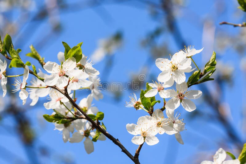 White blossoms in spring stock photo. Image of aromatherapy 39748184