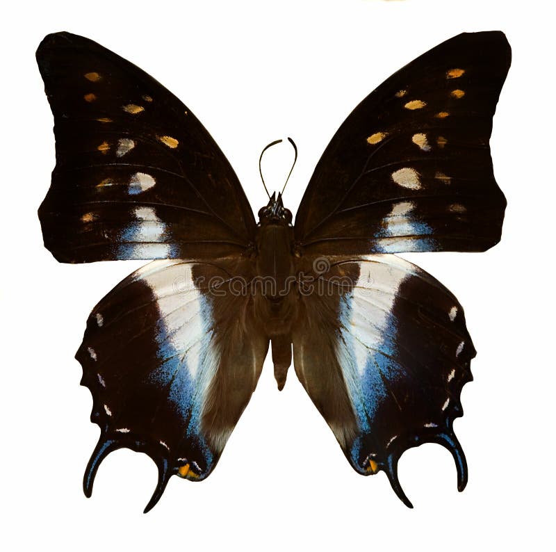 Black and Blue Butterfly Morpho Didius Isolated Stock Photo Image of bright, white 18206072