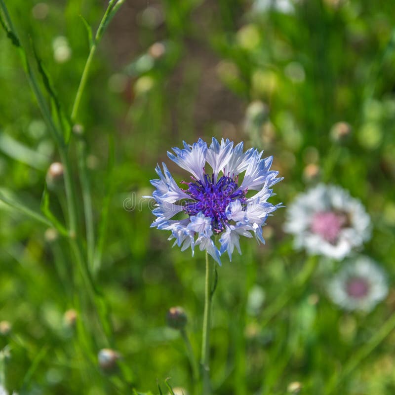 Cornflower, Knapweed Centaurea Scabiosa or Greater Knapweed Blue Flower