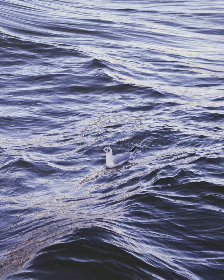 White blue duck swimming in a wavy dark blue sea royalty free stock images White blue duck swimming in a wavy dark blue sea royalty free stock images