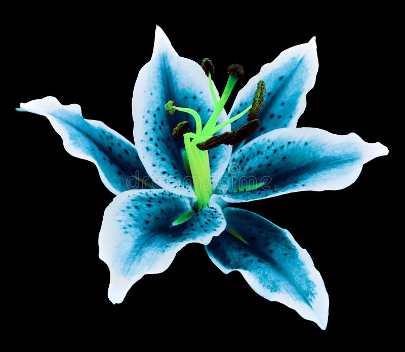 Blue Lily Flower on a Black Background Isolated with Clipping Path. for