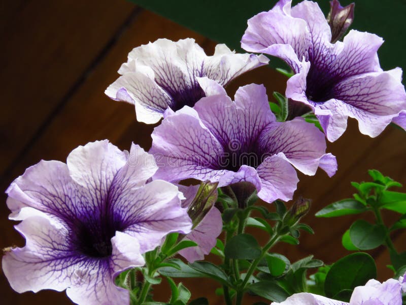 White and Blue Petunia Flowers. Petunia Ã— Atkinsiana, Petunia ...