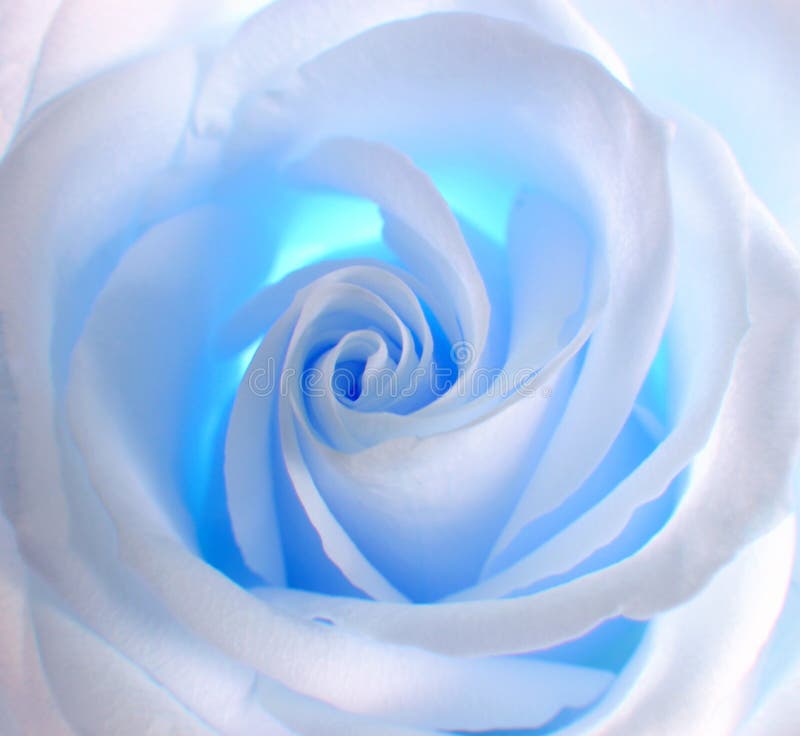 Premium Photo  Frozen magic blue rose in the snow romantic background