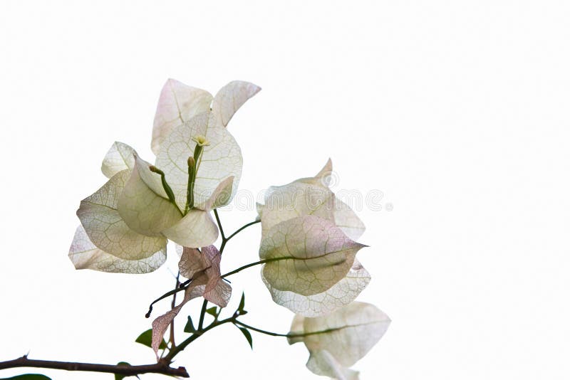 White Bougainvillaea