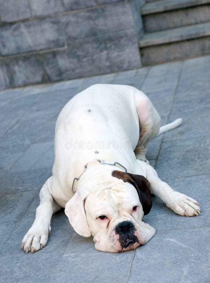 How Much Does A White Boxer Cost