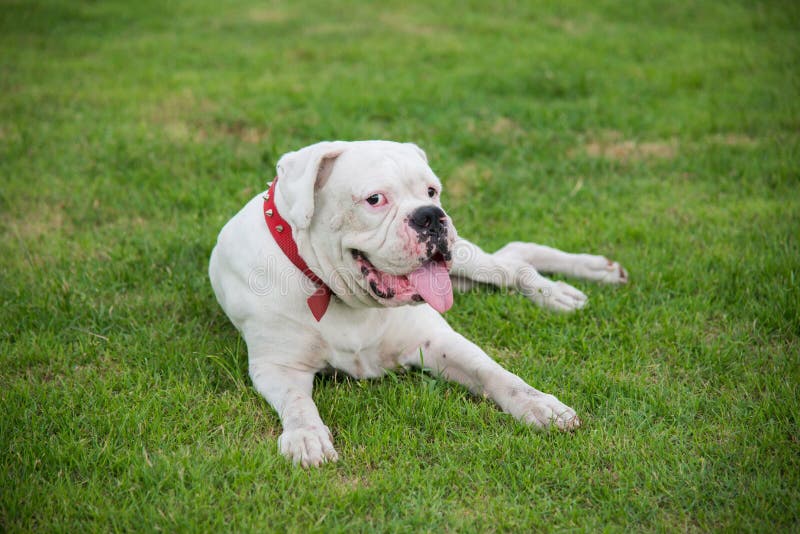 White boxer dog lying stock image. Image of boxer, look 53972203