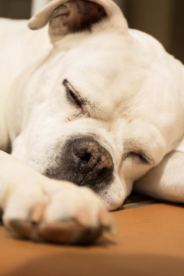 White Boxer Dog Sleeping on the Floor Stock Photo Image of outside